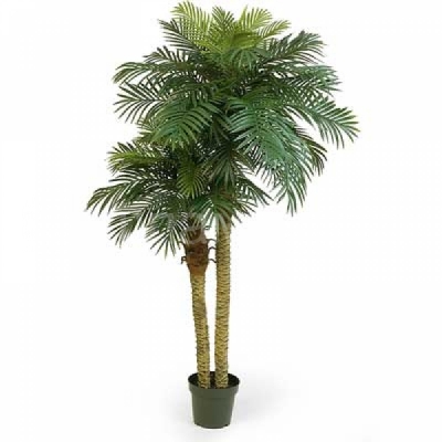 Пальма ''Финик'' Это крупное растение прекрасно подходит для прохладных помещений, например, веранды, где способны выжить лишь немногие растения.
Листья у этой популярной комнатной пальмы довольно колючие. Растет она медленно, но вырасти может до 2 м в высоту. Со временем развивается короткий, луковицеобразный ствол, покрытый жесткими волокнами. Пальма ''Финик''.